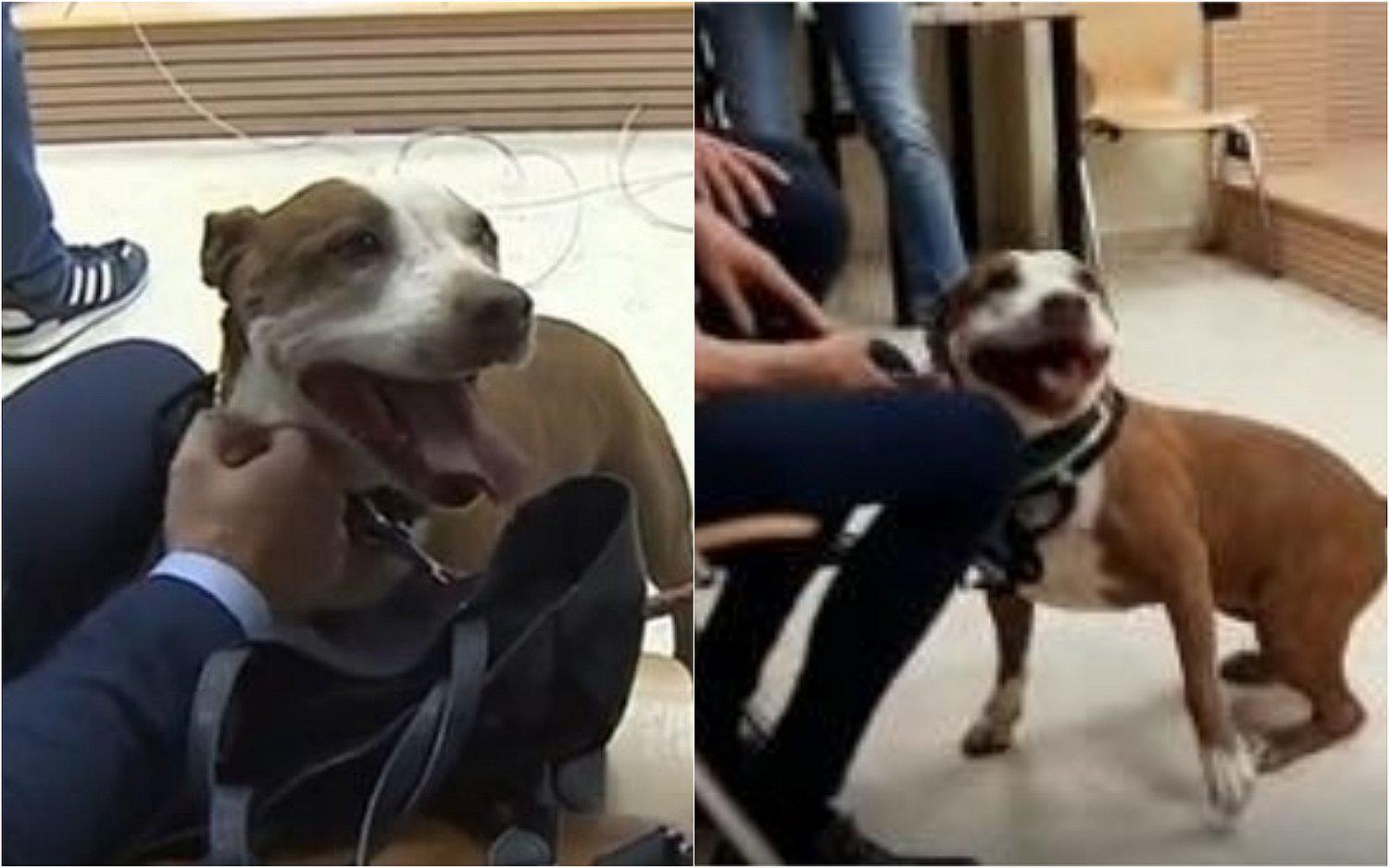 Perro asiste como testigo en su propio juicio por maltrato animal en España (VIDEO)