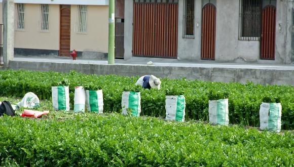 Bolivia suspende importación de hortalizas peruanas​ por temor a plagas