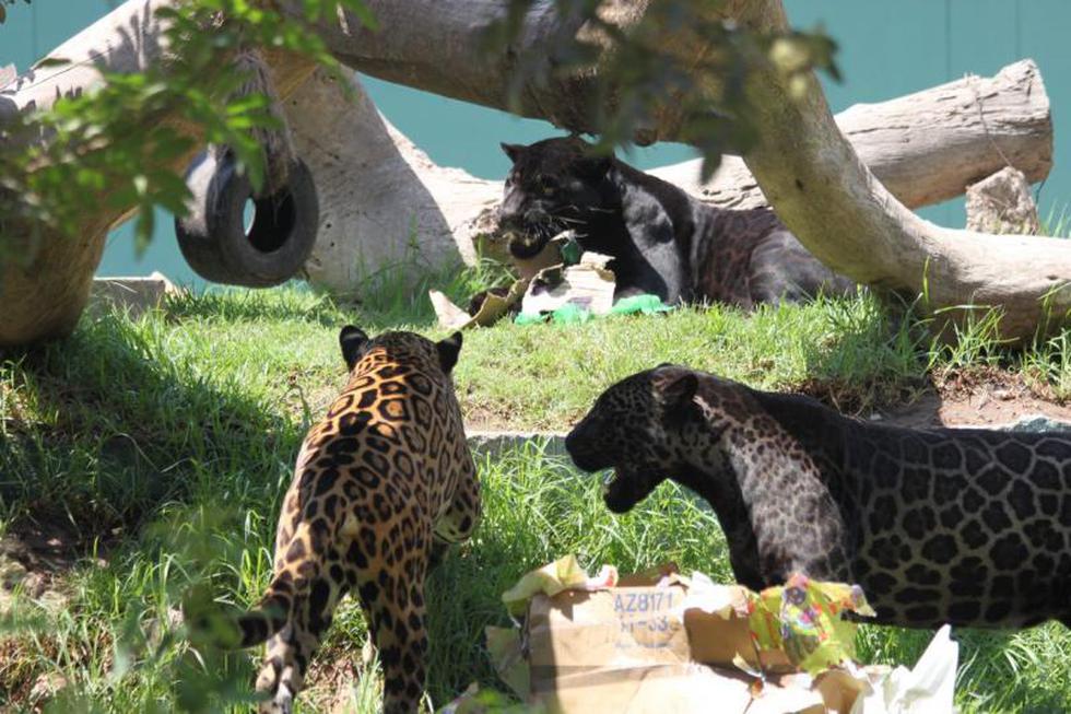 Celebran cumpleaños de 'Zamba' y 'Canuta', las únicas mellizas otorongos negras