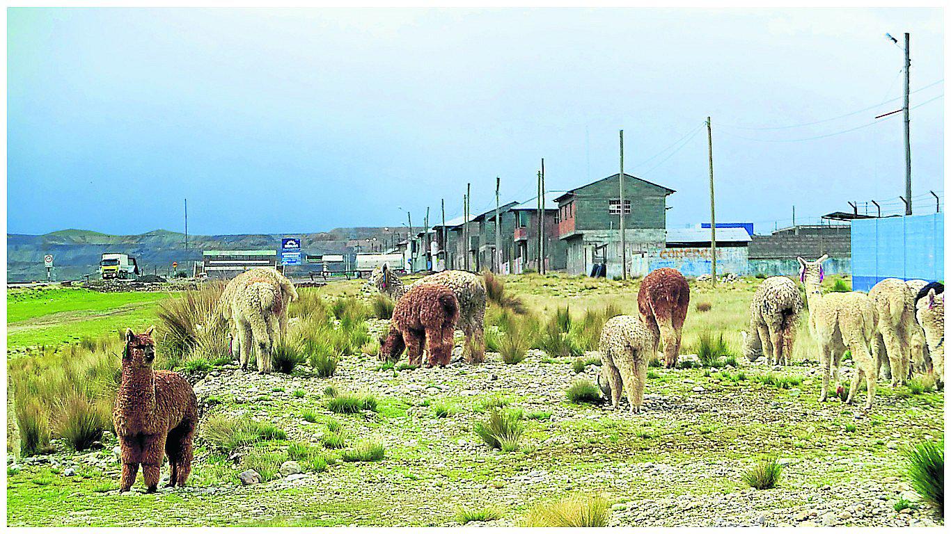​Sujetos armados sustraen cien cabezas de ganado ovino y auquénido 