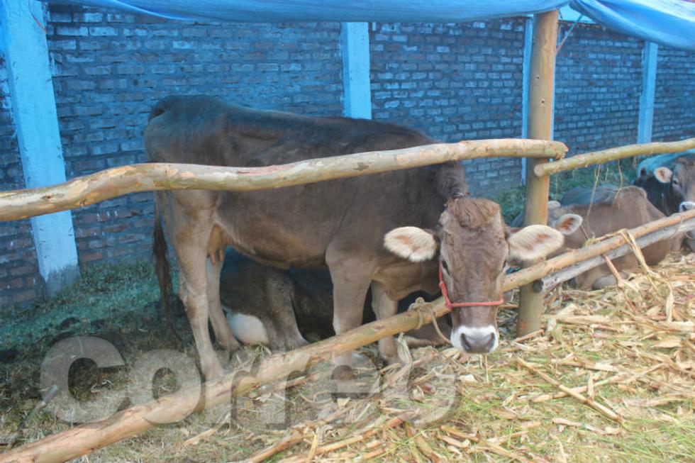 Artesanos jaujinos presentan el cucharón más grande del mundo (FOTOS)