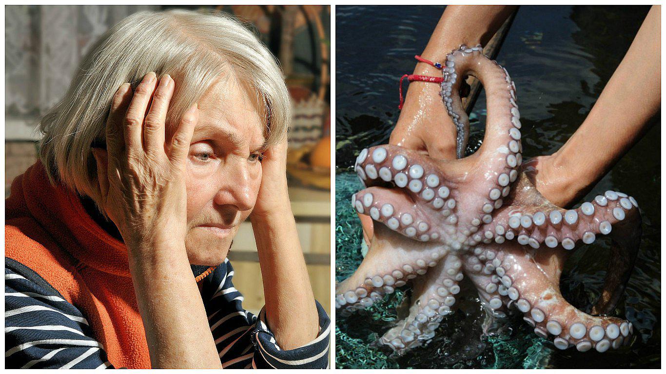 Alzheimer: su cura podría hallarse en la saliva del pulpo rojo