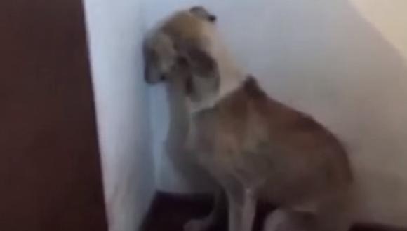 ​YouTube: Así reacciona una perrita tras años de maltrato (VIDEO)