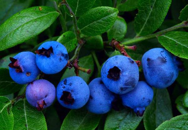 ​Conoce las bondades del arándano azul