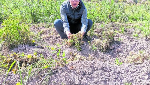 Heladas malograron diferentes cultivos en Huambo. (Foto: Difusión)