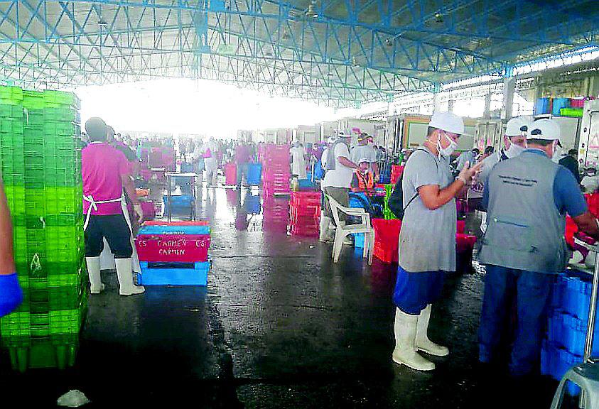 Precios de varias especies bajan en el terminal pesquero