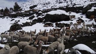 Senamhi emite alerta por heladas en el sur del país