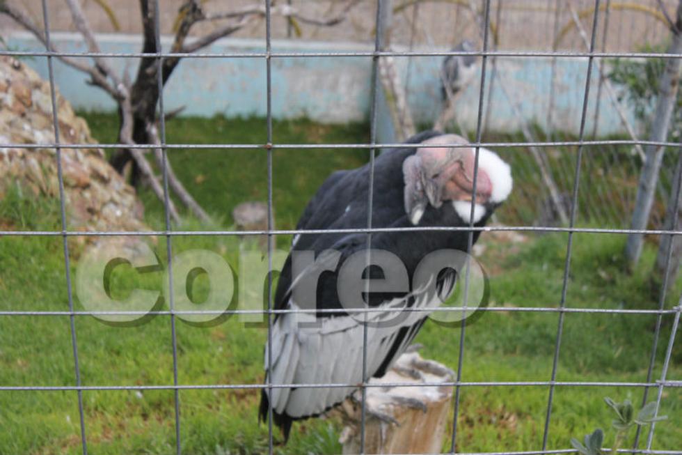 El nuevo parque para los animales en el zoológico de Huancayo (FOTOS)