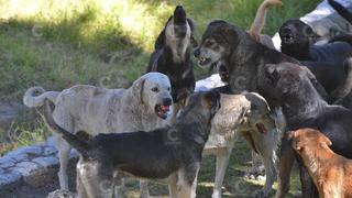 Confirman 4to caso de rabia canina en el distrito Mariano Melgar
