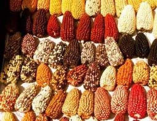 Huancavelica tercer productor de maíz a nivel nacional