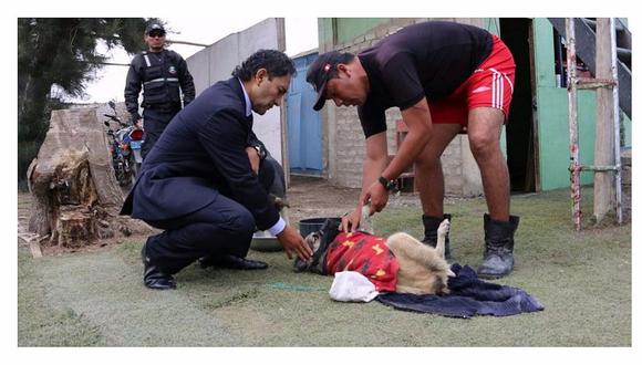 Nuevo Chimbote: Albergue canino rescata más de 300 perros que fueron abandonados en las calles 