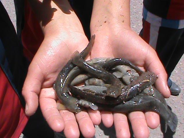 Caylloma: Challhuas mueren por río contaminado en Chivay