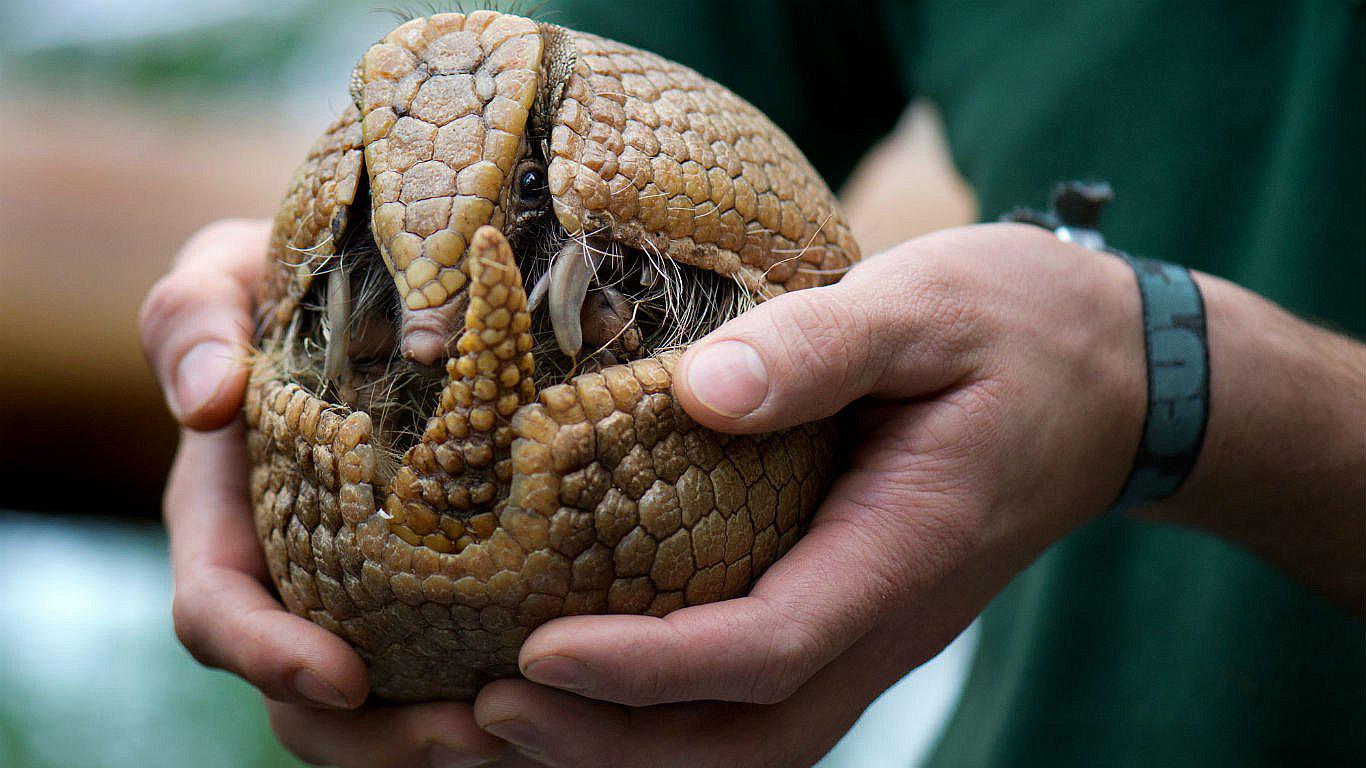 Hombre disparó a armadillo y el karma se vengó de él