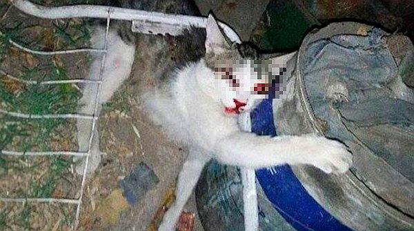 ​Mira la indignante respuesta de sujeto que golpeó salvajemente a un gato