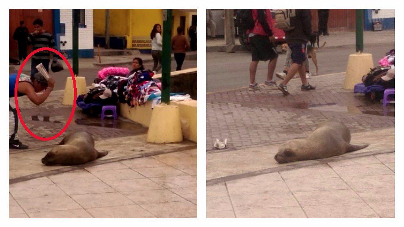 Indignación en Facebook: hombre golpea a lobo de mar en calle de Pucusana (VIDEO)