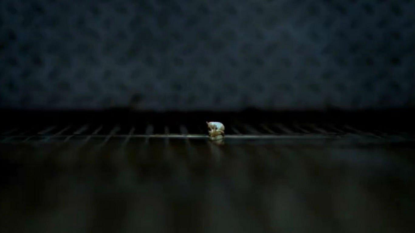 Facebook: realizarán peculiar carrera de caracoles en Lima