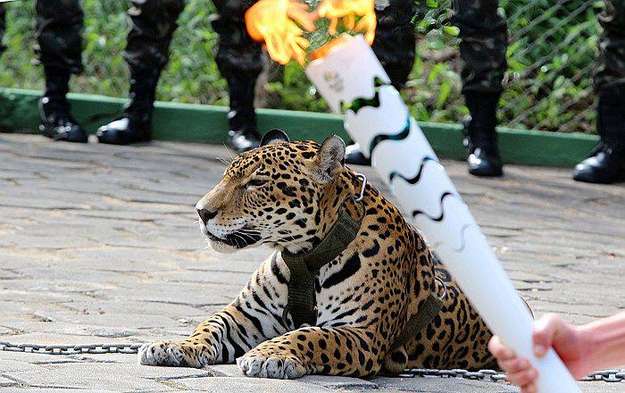 Río 2016: Sacrifican jaguar tras exhibirlo al paso de la antorcha olímpica 