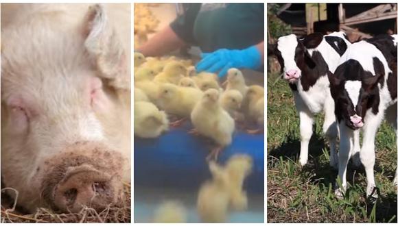 Desgarrador: Si gustas del pollo a la brasa o del chicharrón, debes ver estas imágenes (VIDEO)