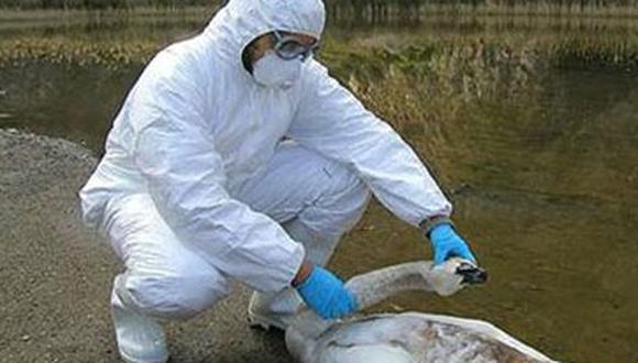 México: Sacrifican más de 22 millones de aves por gripe aviar 