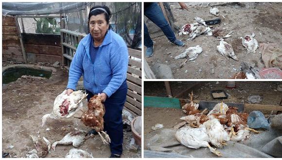 Arequipa: Extraña muerte de aves preocupa a pobladores en Mollendo