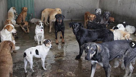 ​Callao: Rescatan a perros abandonados en Carmen de la Legua