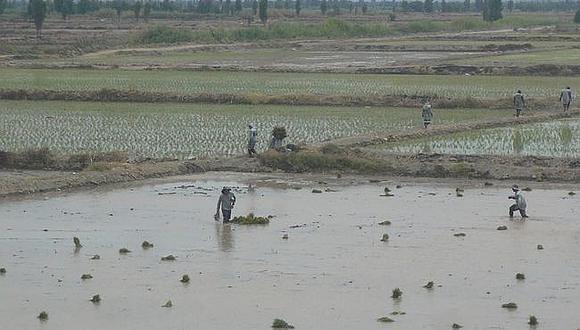 Caudal del Río Tambo aumentó y es del agrado de agricultores de arroz
