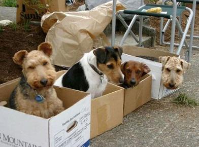 Perros y dinero se llevaron de una veterinaria