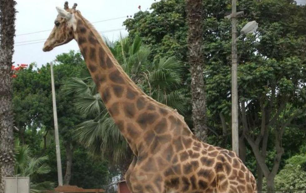 Murió la jirafa del Parque de Las Leyendas que iba a cumplir 26 años