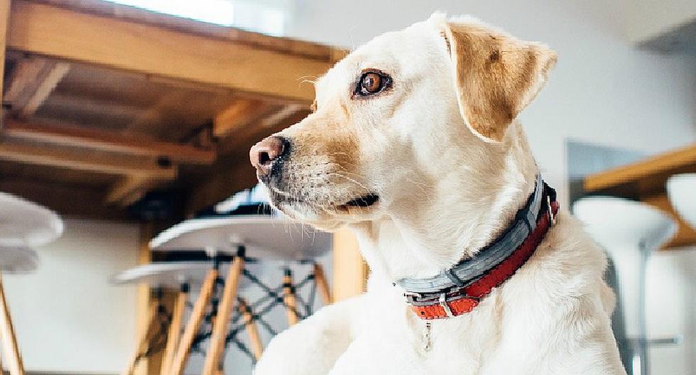 Conoce los lugares 'pet friendly' que hay en Lima