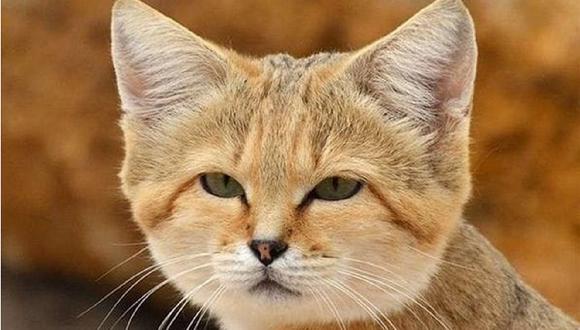 El gato del desierto: una raza difícil de domesticar (VIDEO)