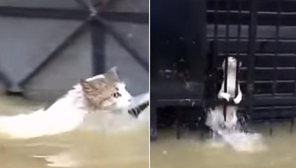 ​Aniego en SJL: Gatito fue rescatado mientras nadaba en aguas residuales (VIDEO)