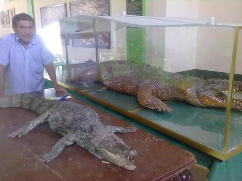 Murió tradicional cocodrilo motupano "Juancho"