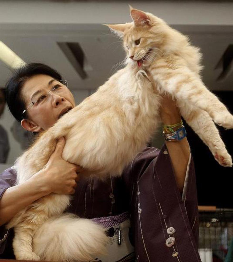 VI Exposición Internacional Felina: Conoce a los gatos participantes (FOTOS)