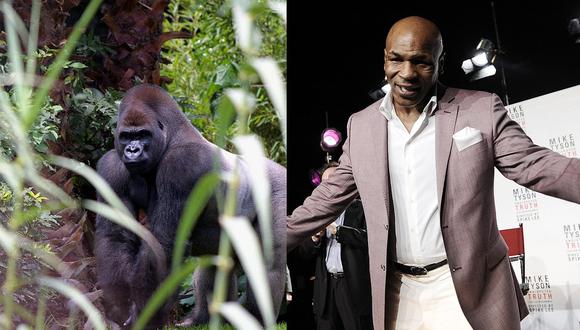 Mike Tyson reveló que intentó sobornar a guardia para que lo dejara boxear con gorila