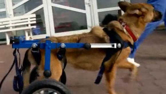 Perrita paralítica recibió silla de ruedas por apoyo de usuarios de Facebook