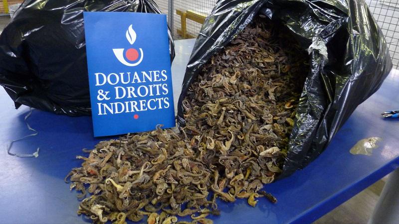 Decomisan 19.000 caballitos de mar deshidratados en aeropuerto parisino (VIDEO)