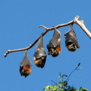 Murciélagos muerden a 80 personas en selva central