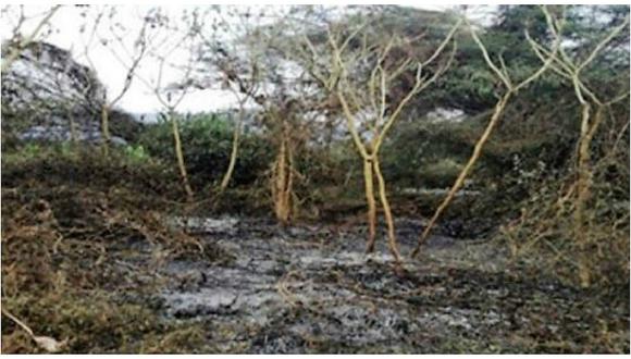 Incendio forestal daña pastizales en el distrito de Zorritos