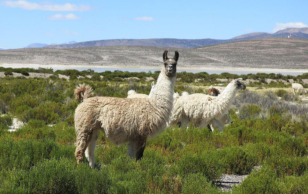 Mil 500 camélidos serán protegidos debido al frío