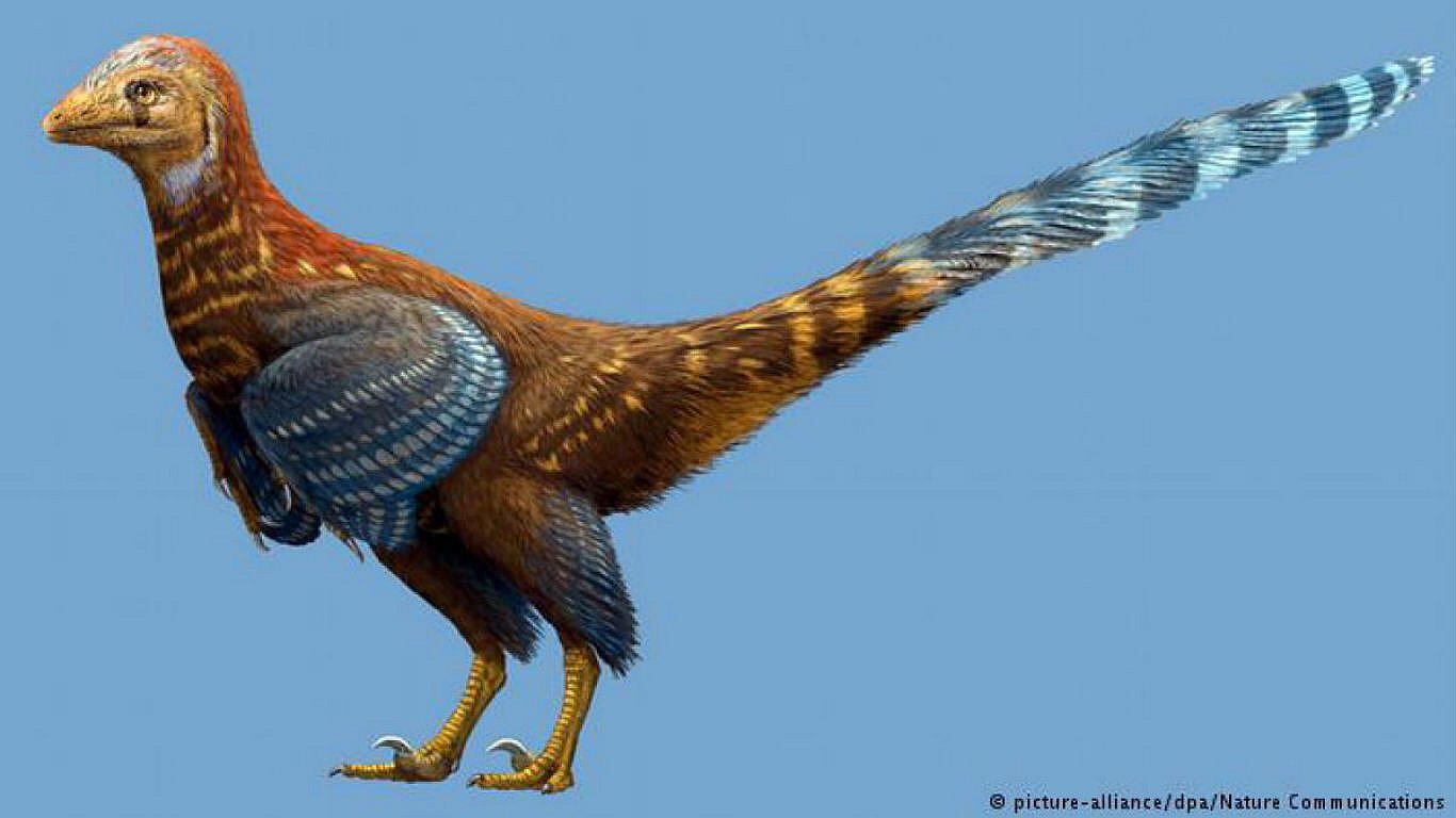 China: Descubren fósil de nueva especie de ave con plumas