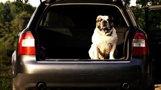 Los trucos caseros más efectivos para quitar el olor a perro del carro