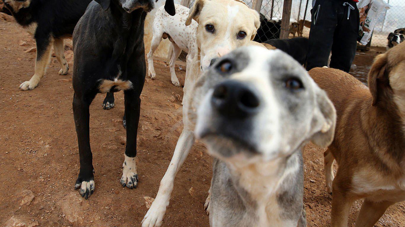 Perros callejeros salvaron la vida de recién nacida