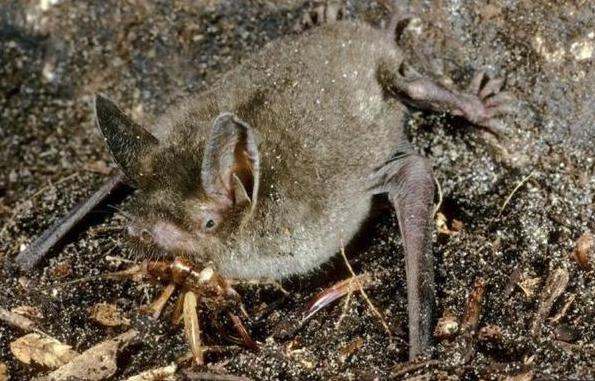 ​Murciélago prehistórico neozelandés caminaba con sus cuatro extremidades