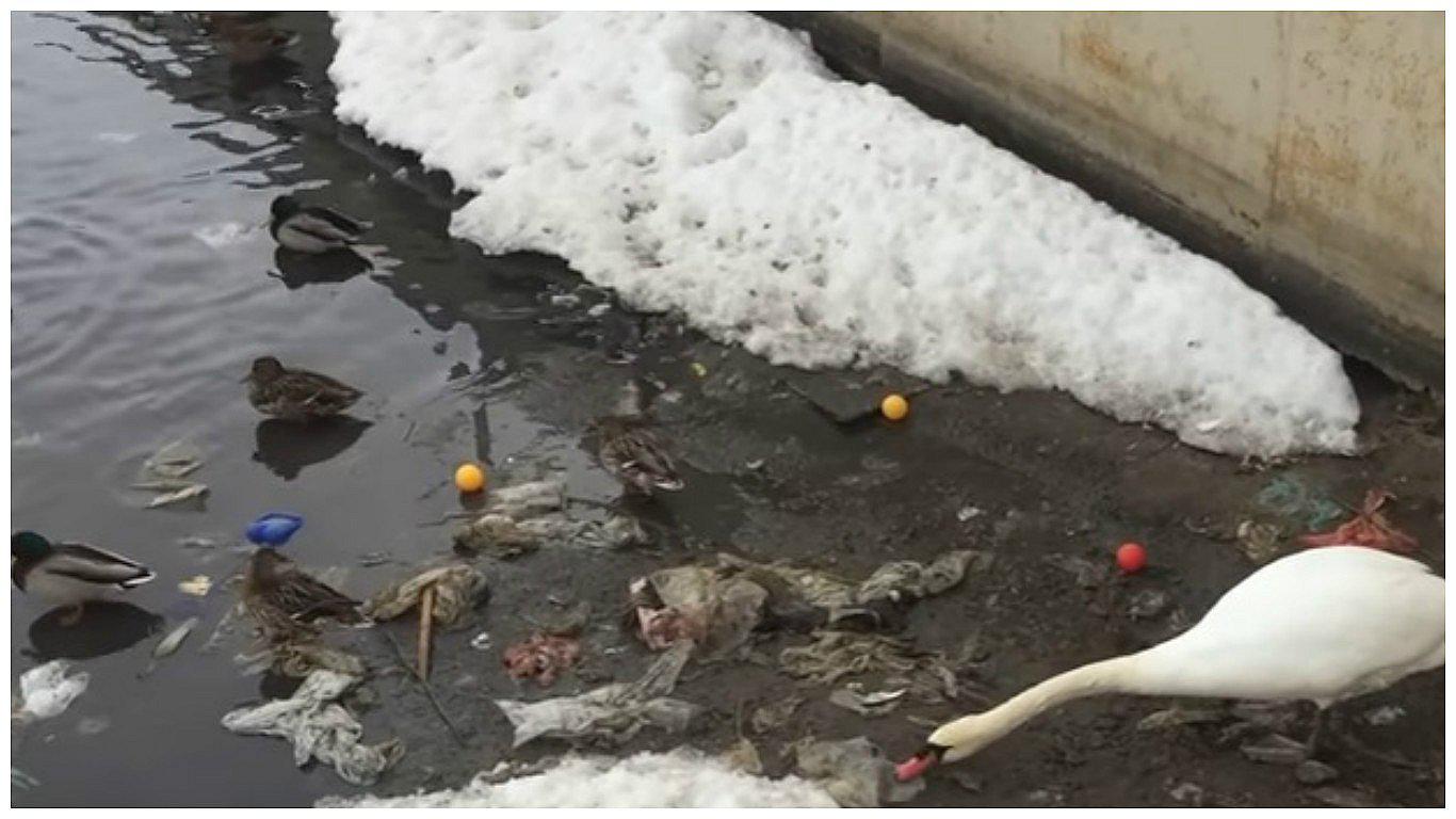 Cisne limpia su entorno para nadar libre con sus hijos (VIDEO)