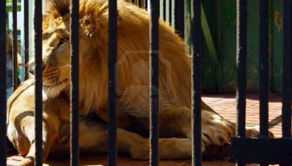 León mata a una voluntaria en un zoológico californiano