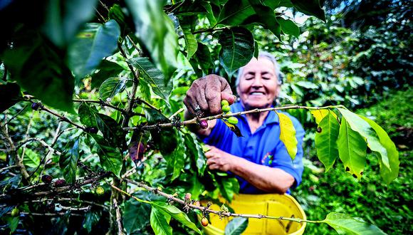 Cafetaleros buscan asegurar una pensión de jubilación con siembra de árboles maderables