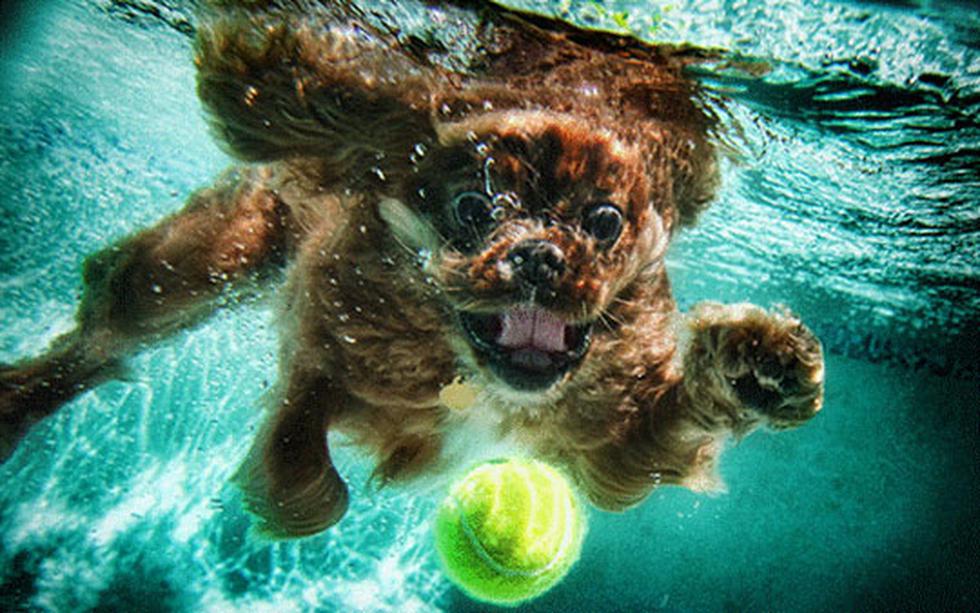 Así se ven los perros jugando bajo el agua (FOTOS)