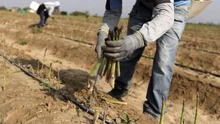 Sector agropecuario crece 11.1% en julio, la cifra más alta en lo que va del año