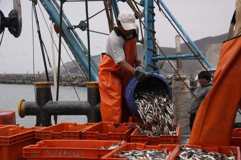 Construirán fábrica de harina de pescado en Ilo