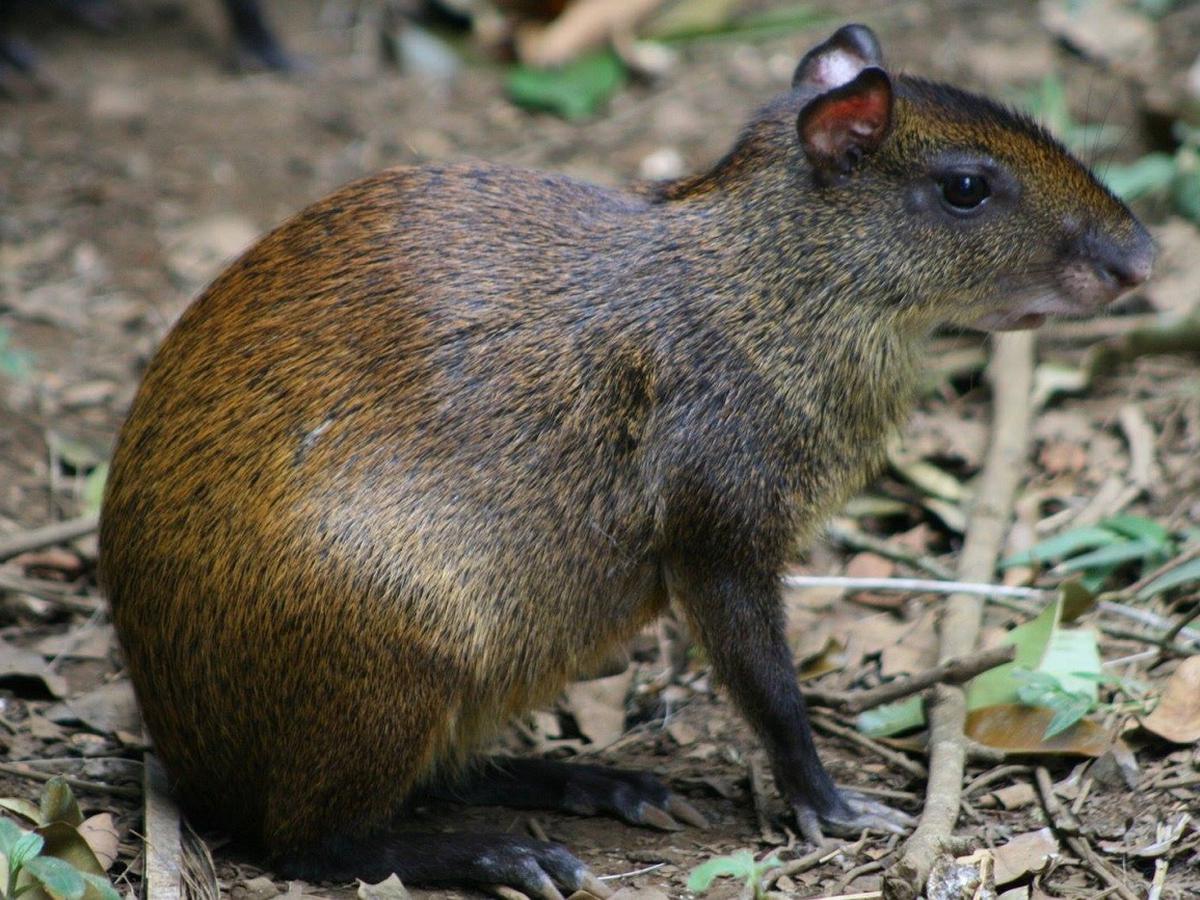 Tumbes Encuentran Roedor Gigante En El Parque Nacional Cerros De Amotape Edicion Correo Giacinto gigante was born on july 11th, 1806, in posillipo, naples. tumbes encuentran roedor gigante en